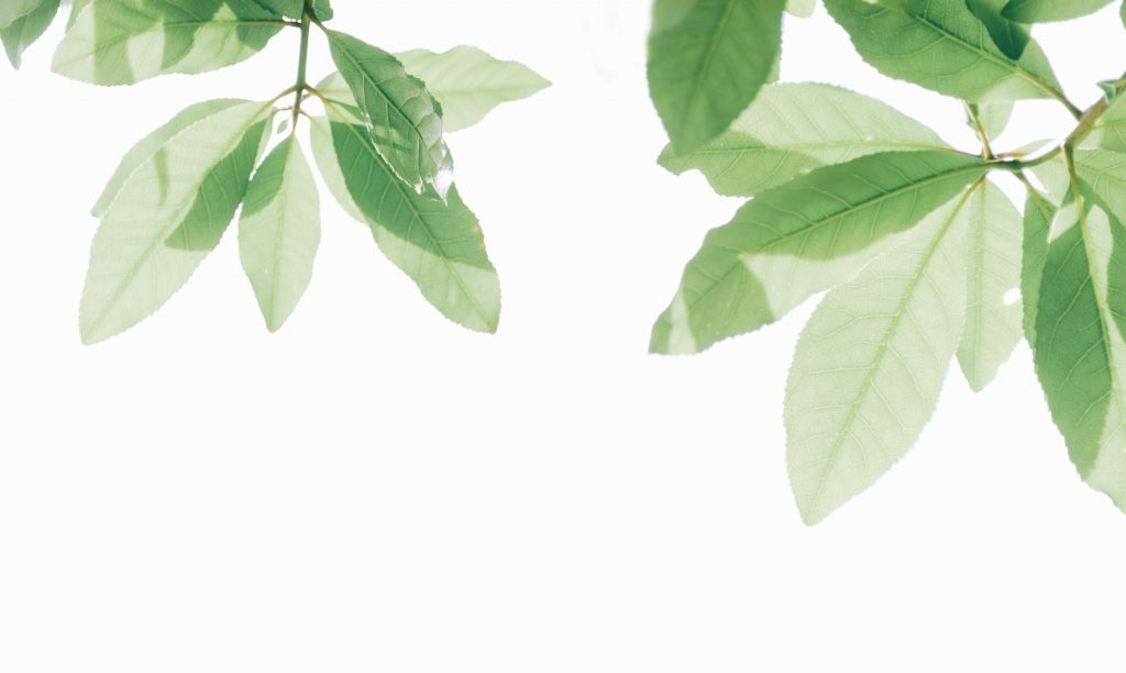 Blätter-Esprit-Nachhaltigkeit