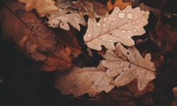 Eichenblätter-Laub im Herbst