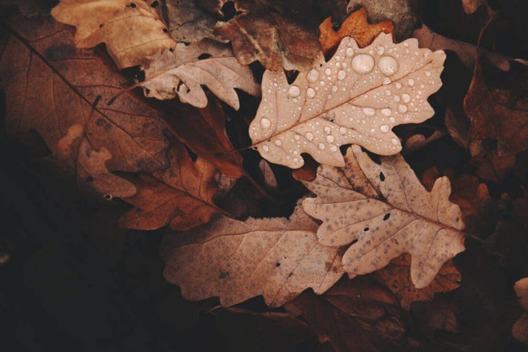 Eichenblätter-Laub im Herbst