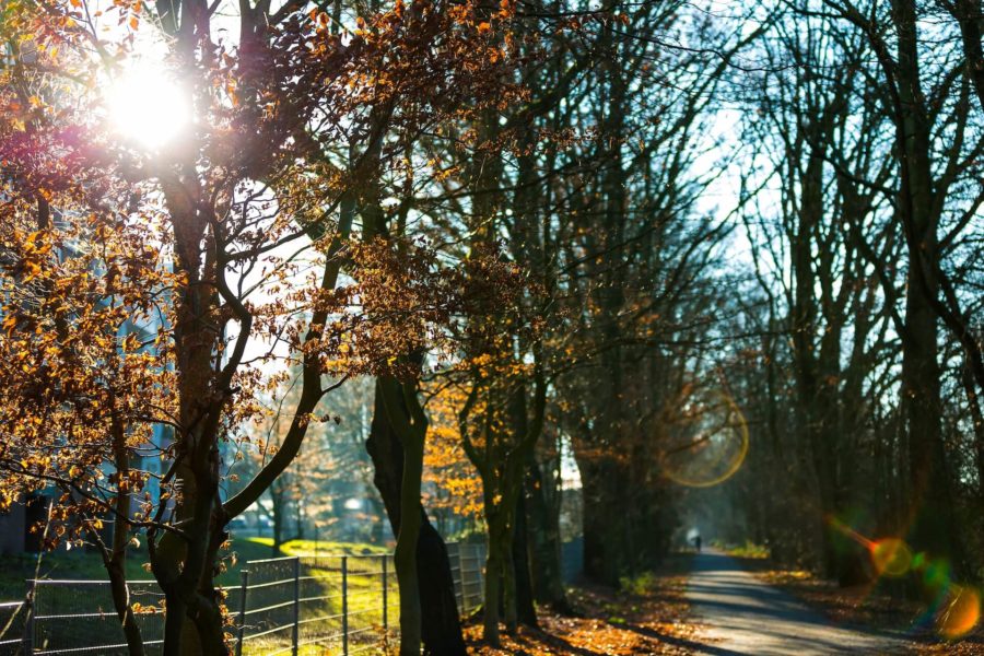 Foto zum Thema -polarisierende Brillengläser - Wald im Herbstlicht mit Lichtreflexionen